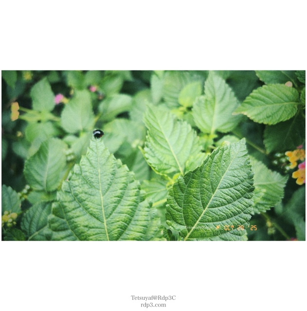 クロウリハムシかナミテントウか？　2025/10/28