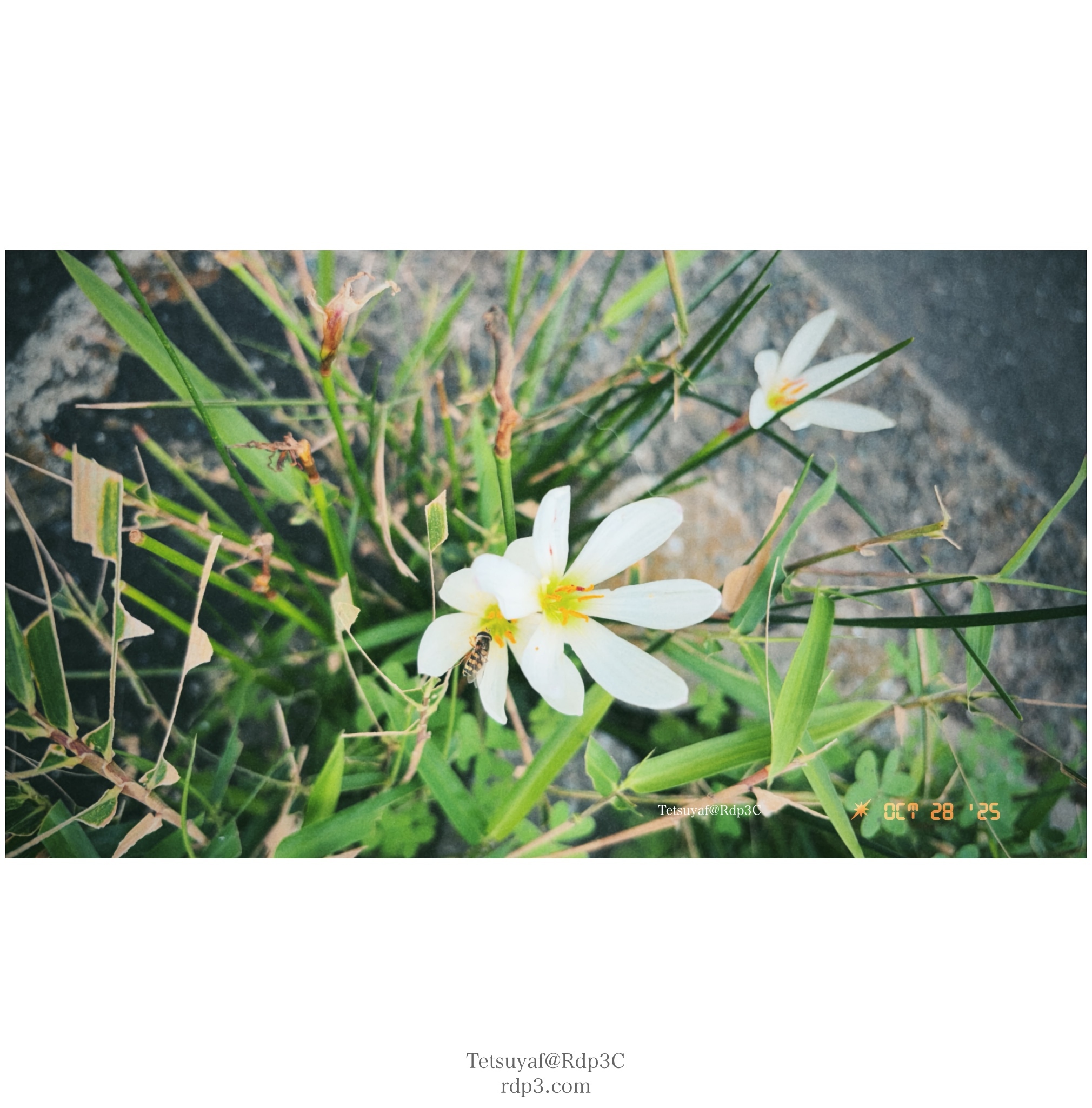 2025/10/28 まだミツバチが居た