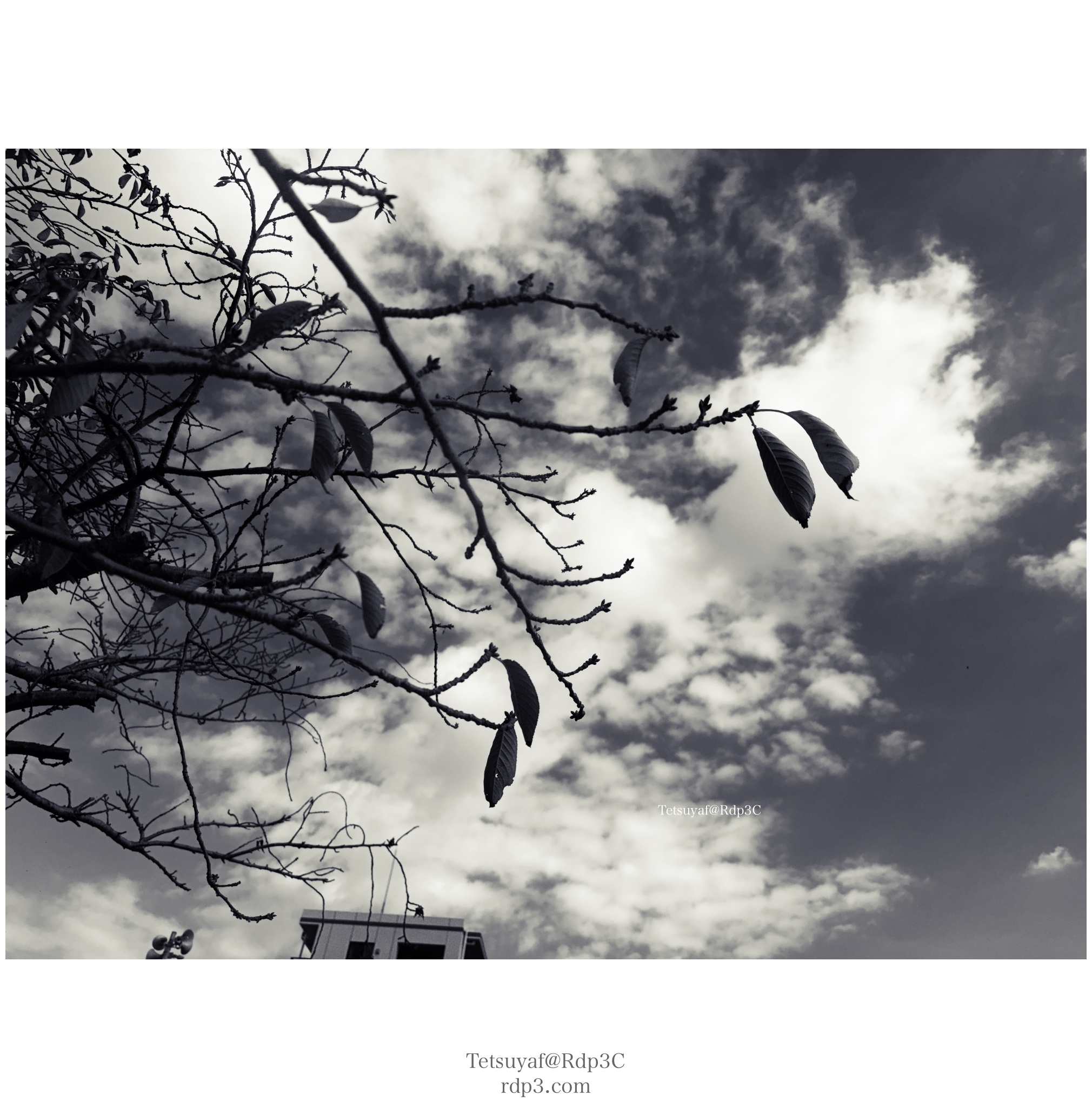 モノクローム通り