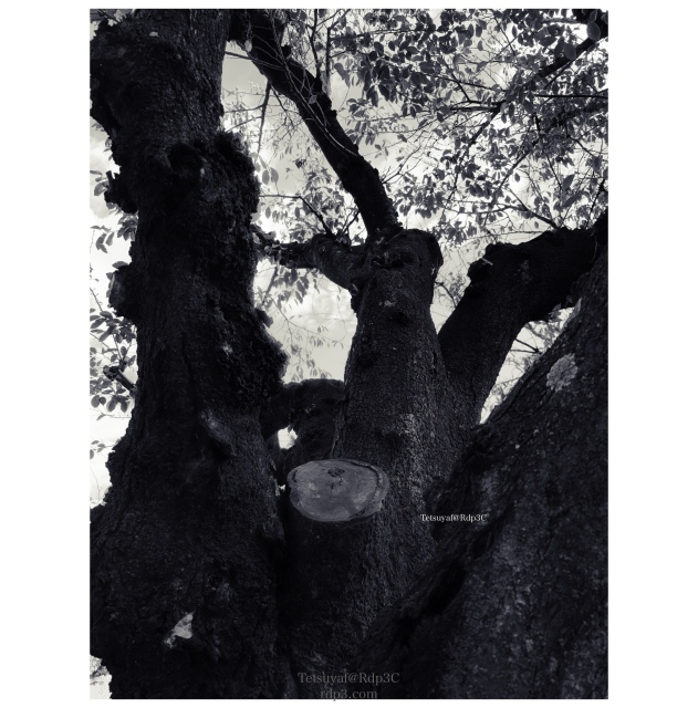 モノクローム通り