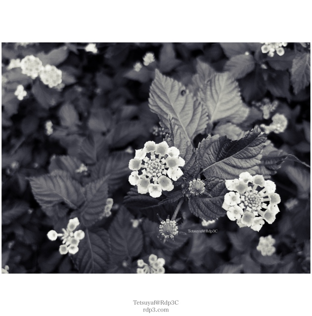 モノクローム通り