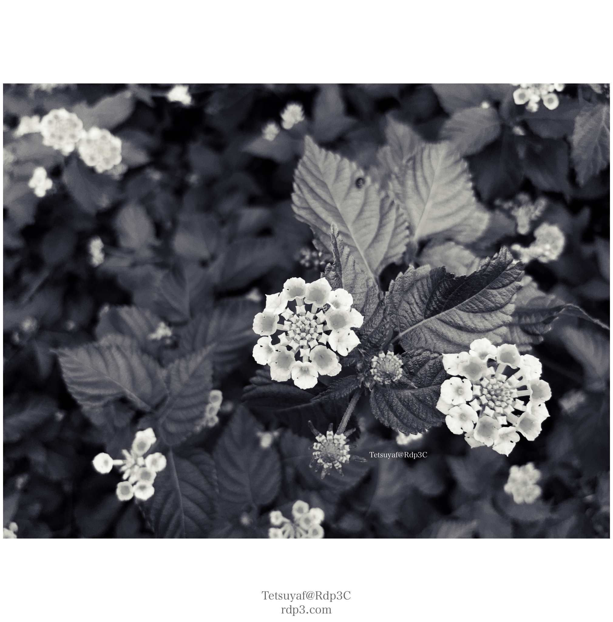 モノクローム通り